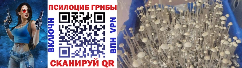 Галлюциногенные грибы GOLDEN TEACHER  как найти закладки  МЕГА   Новокузнецк 